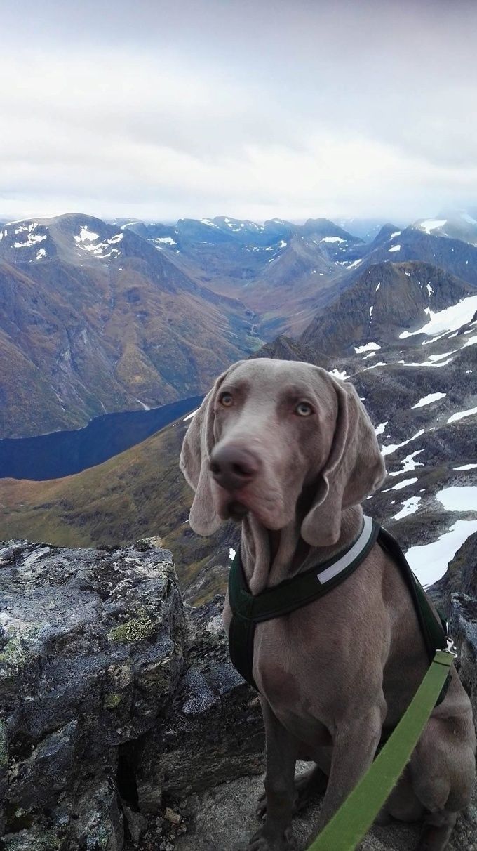 Himingfjellets Dexter.
Etter Mimmtrix Pia af Gracilis og Driftwood's Time Out Of Mind 