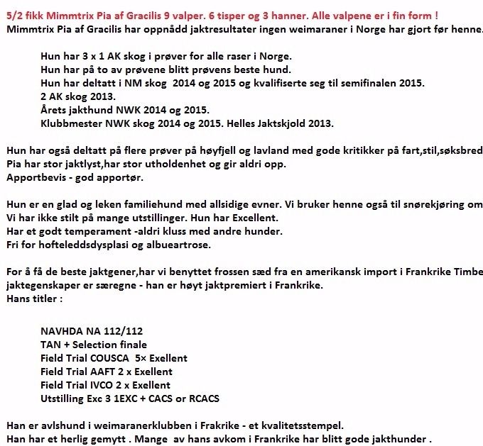 Annonse på valpekullet født februar 2016!